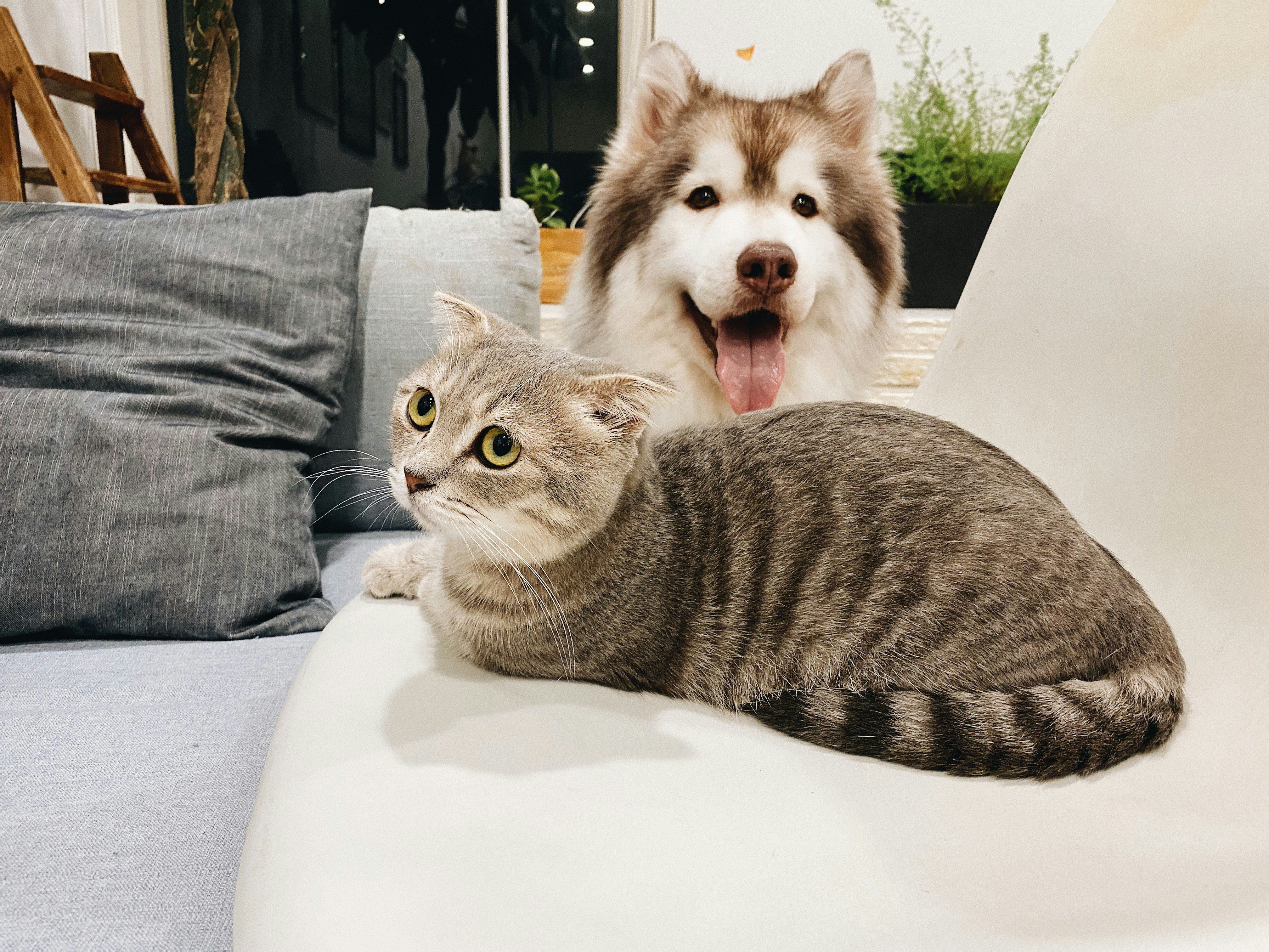 Một bé mèo và một bé chó nằm cùng nhau trong nhà